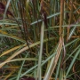 Miskantas kininis (Miscanthus sinensis) 'Kleine Fontane'